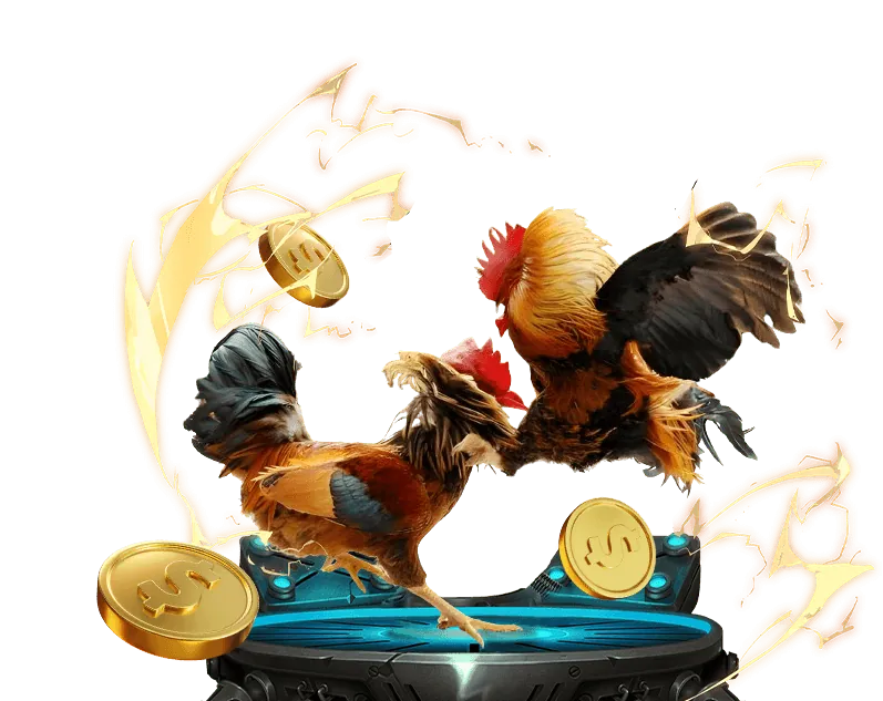 Hình ảnh đấu gà tre trong một lễ hội dân gian Việt Nam